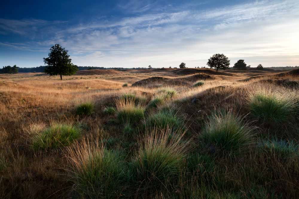 drents friese wold