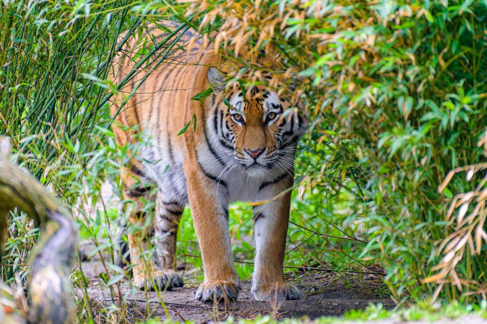Tiger  M