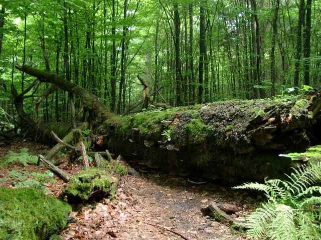 Urwald