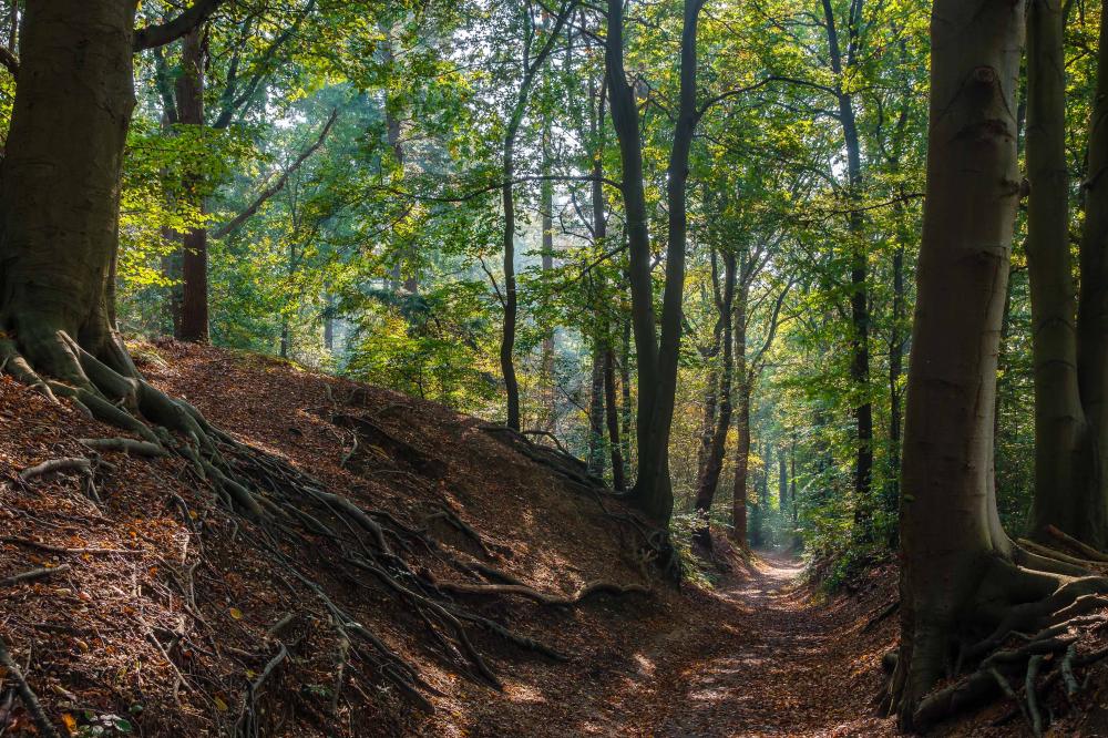 omgeving achterhoek bos