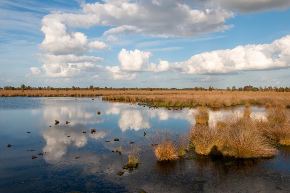 Bargerveen natuurgebied