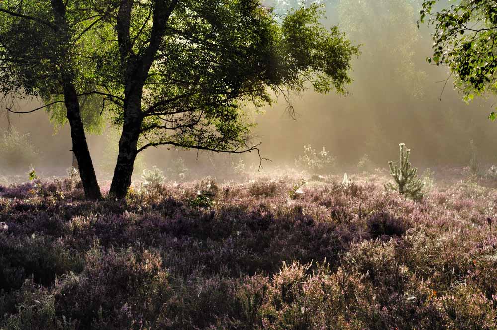 dreamstime xxl 16130865 Sallandse Heuvelrug National Park