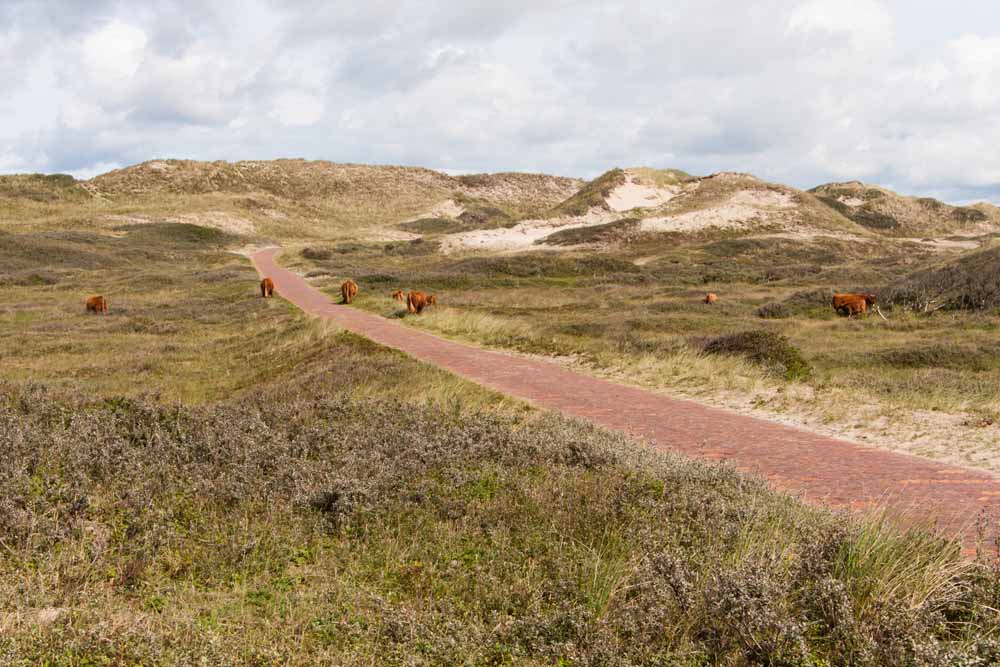 bergen aan zee duinen